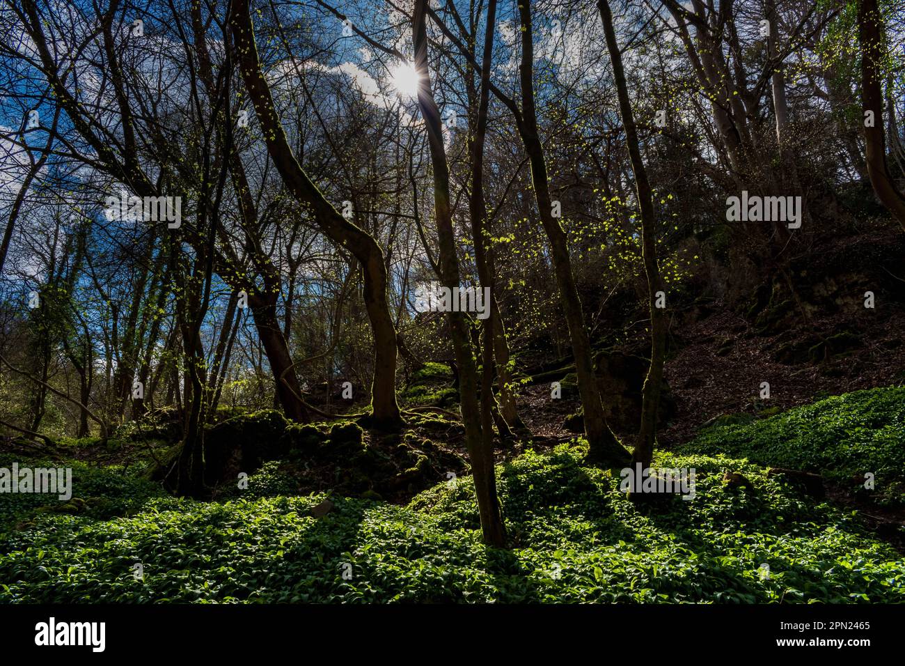 Woodlands im Forest of Dean, Gloucestershire, Großbritannien Stockfoto