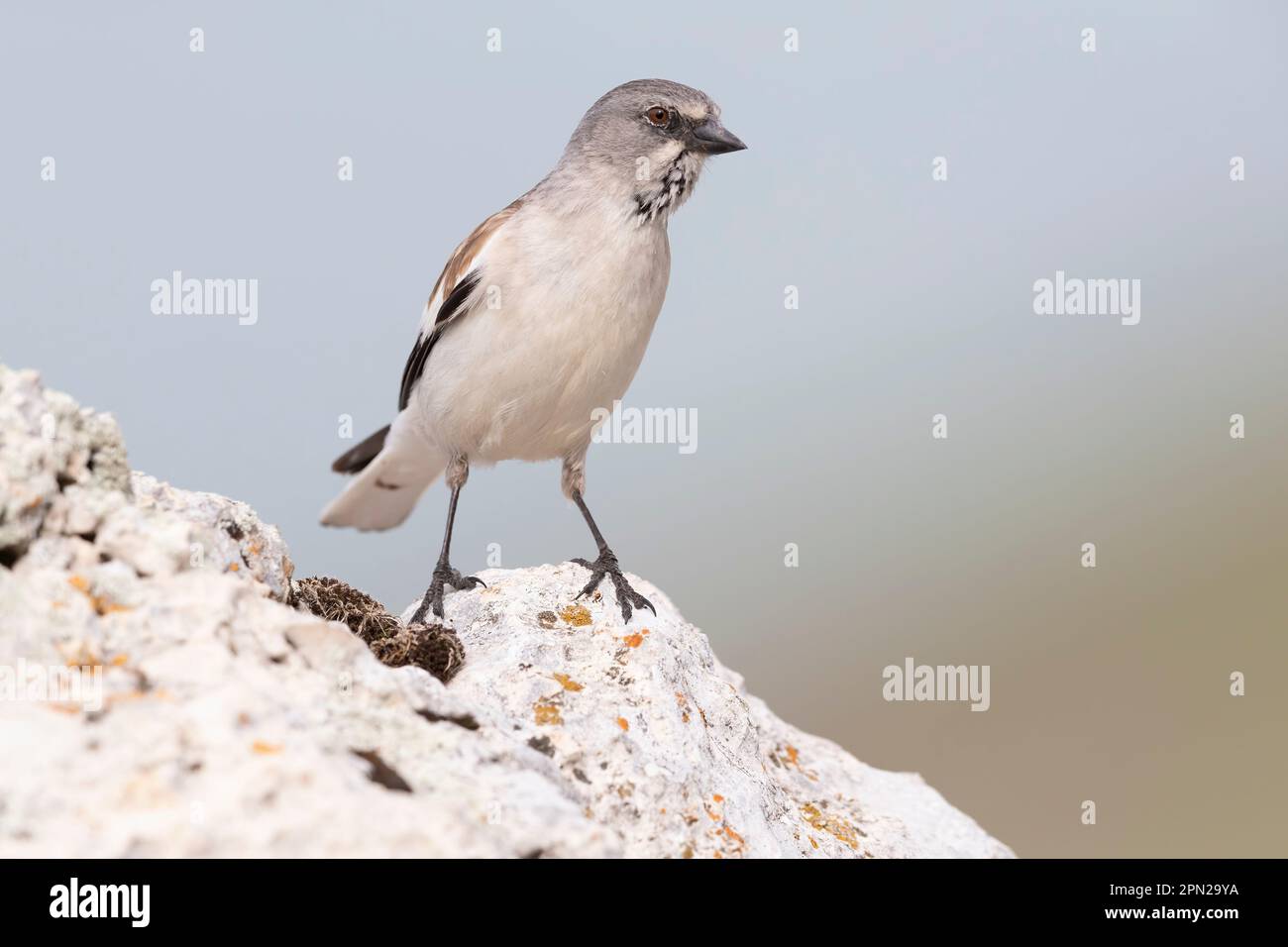 Der Schneefink (Montifringilla nivalis) ist ein kleiner passeriner Vogel, der in großen Höhen lebt. Stockfoto