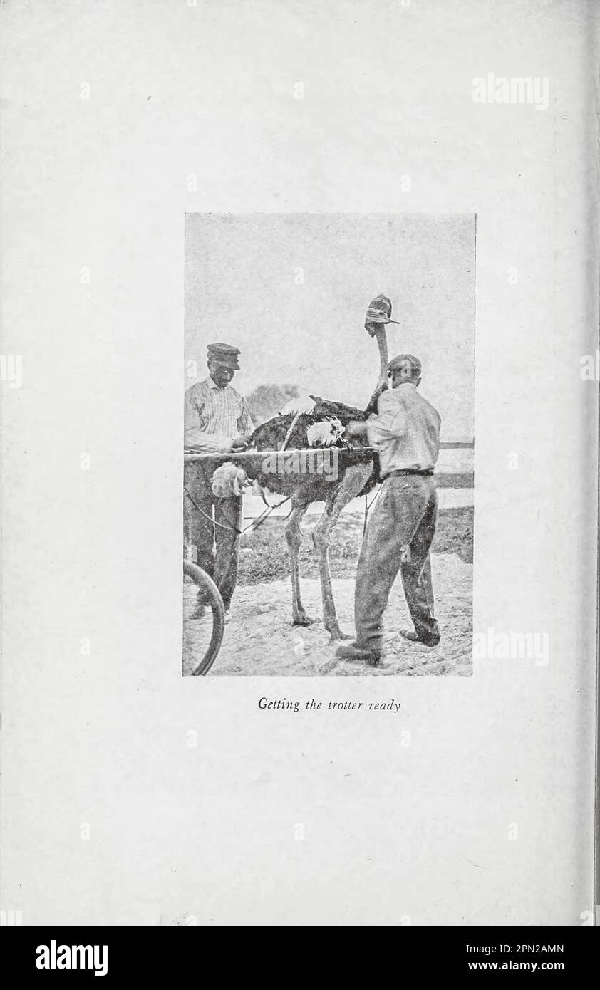 Getting the Trotter Ready from the book ' Highways and Byways of Florida; Human Interest information for Travellers in Florida ' von Clifton Johnson, 1865-1940 Publisher New York, The Macmillan Company, 1918 Publisher New York, Stockfoto
