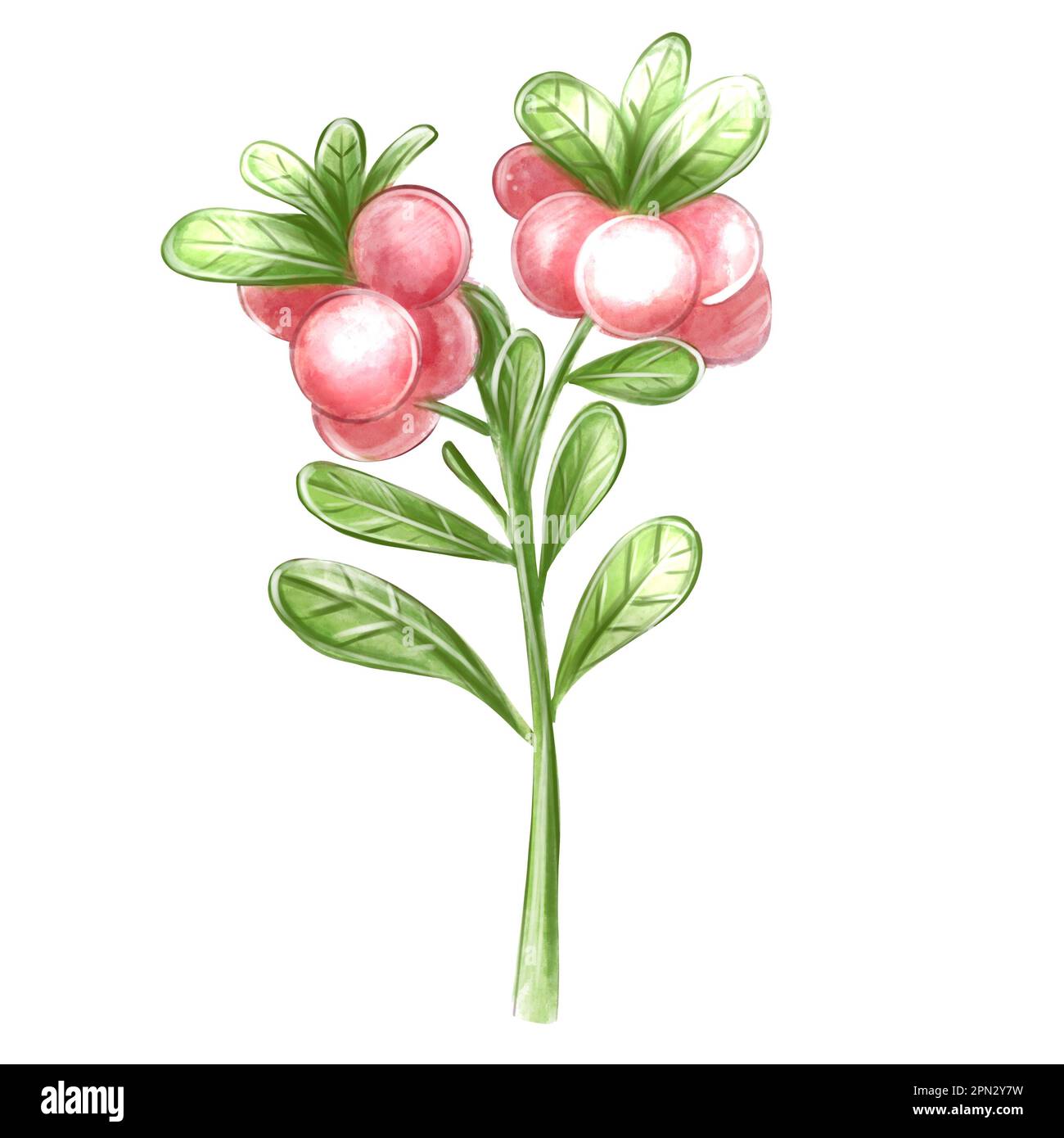 Cowberry in Aquarell auf weißem Hintergrund, isolieren für Einladung, Muster, digitales Papier Stockfoto