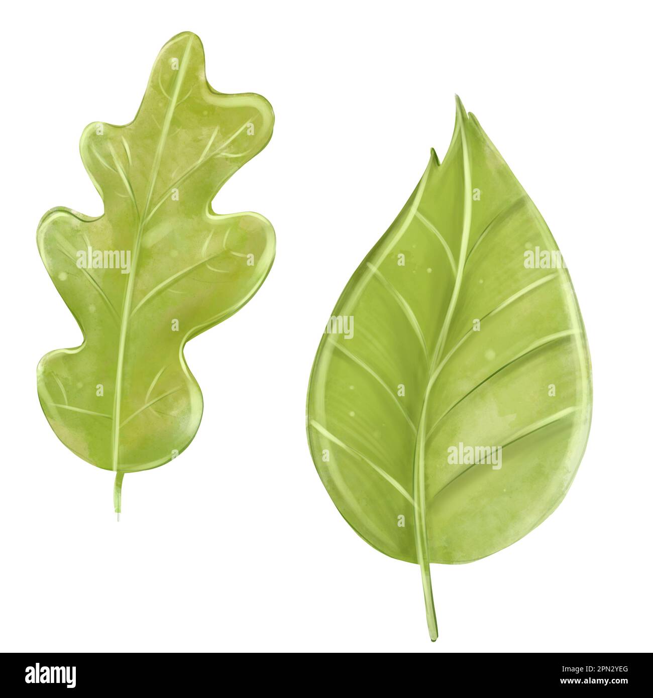 Grüner Wald hinterlässt Wasserfarben auf weißem Hintergrund isoliert. Handgemalte botanische Illustration. Stockfoto