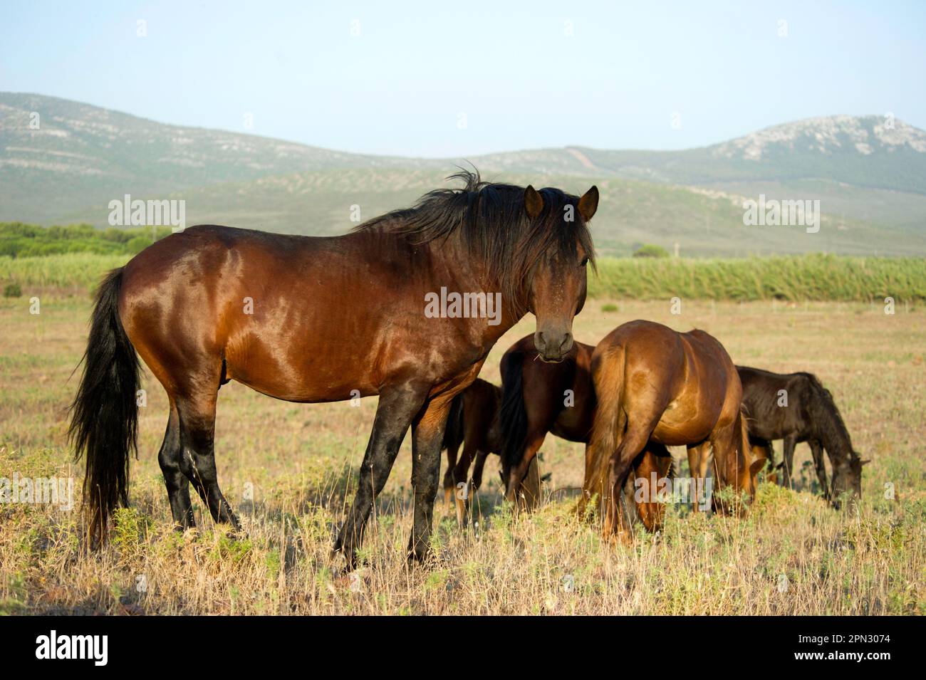 Cavallini bradi della Giara (Equus caballus). Foresta demaniale di Prigionette. Alghero. Sardegna, Italia *** Lokale Bildunterschrift *** Parco regionale di Ca Stockfoto