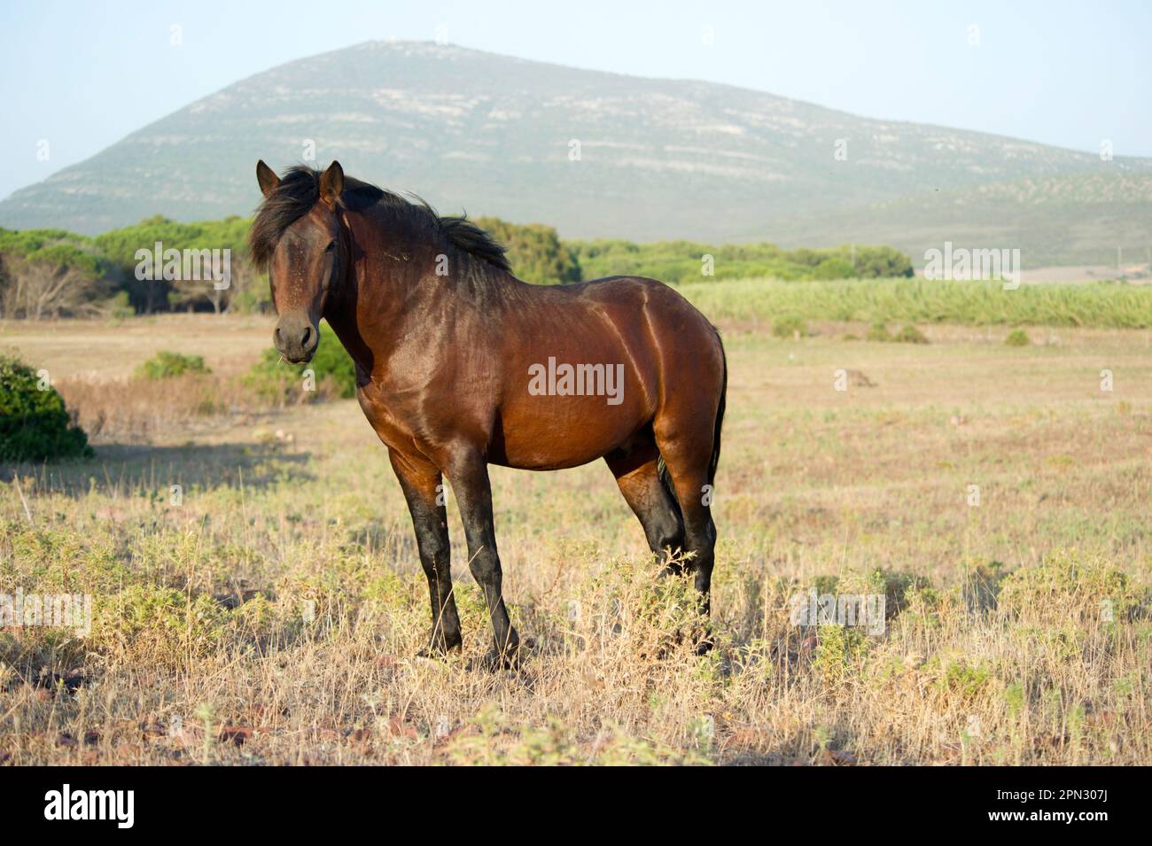 Cavallini bradi della Giara (Equus caballus). Foresta demaniale di Prigionette. Alghero. Sardegna, Italia *** Lokale Bildunterschrift *** Parco regionale di Ca Stockfoto