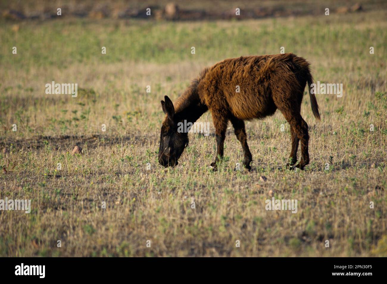 Cavallini bradi della Giara (Equus caballus). Foresta demaniale di Prigionette. Alghero. Sardegna, Italia *** Lokale Bildunterschrift *** Parco regionale di Ca Stockfoto