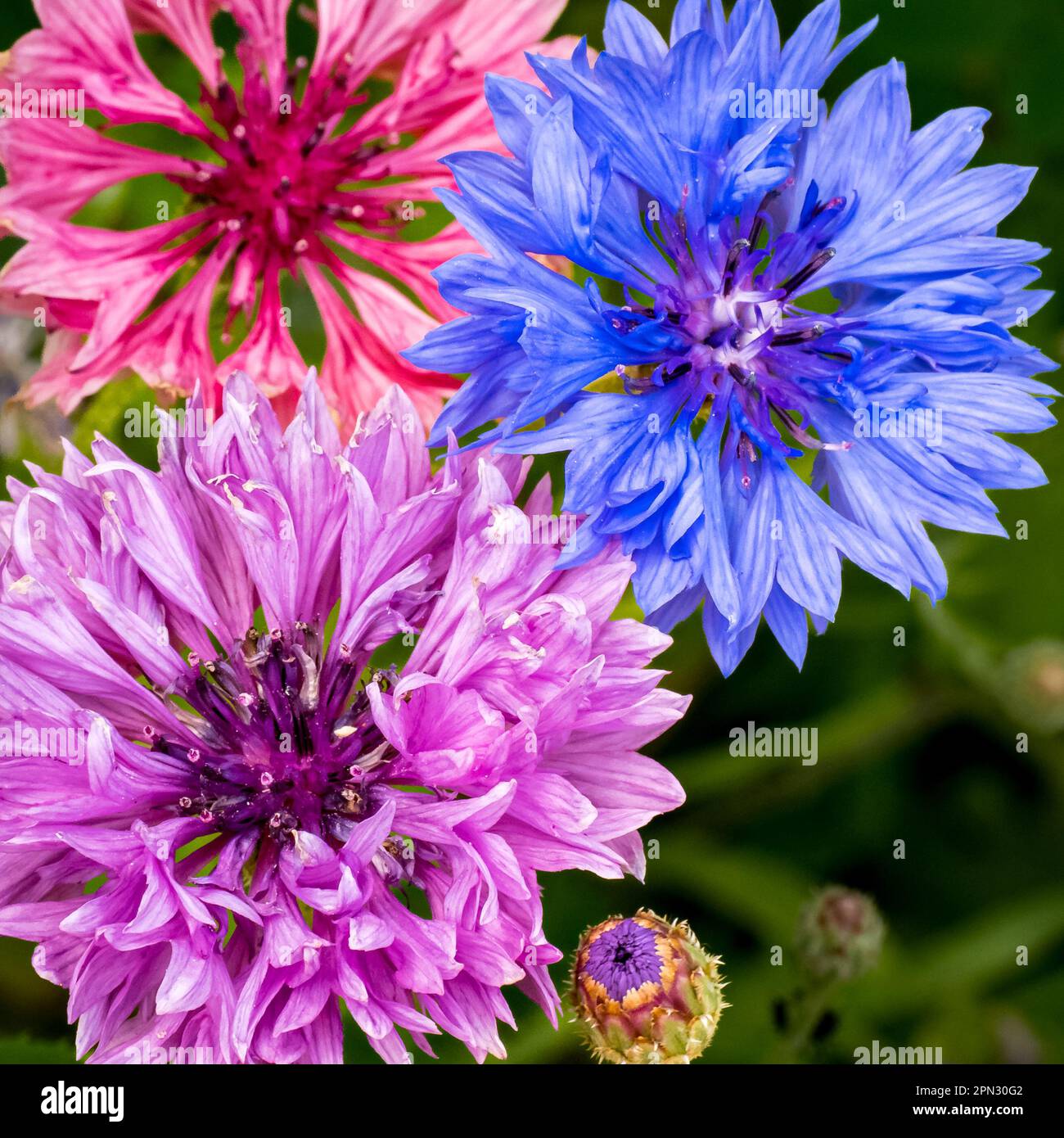 Drei Maisblüten aus Centaurea Cyanus, jedes mit ihren intensiven Blau-, Pink- und Lila-Tönen, sorgen für eine atemberaubende Darstellung der Natur und ihrer farbenfrohen Schönheit. Stockfoto