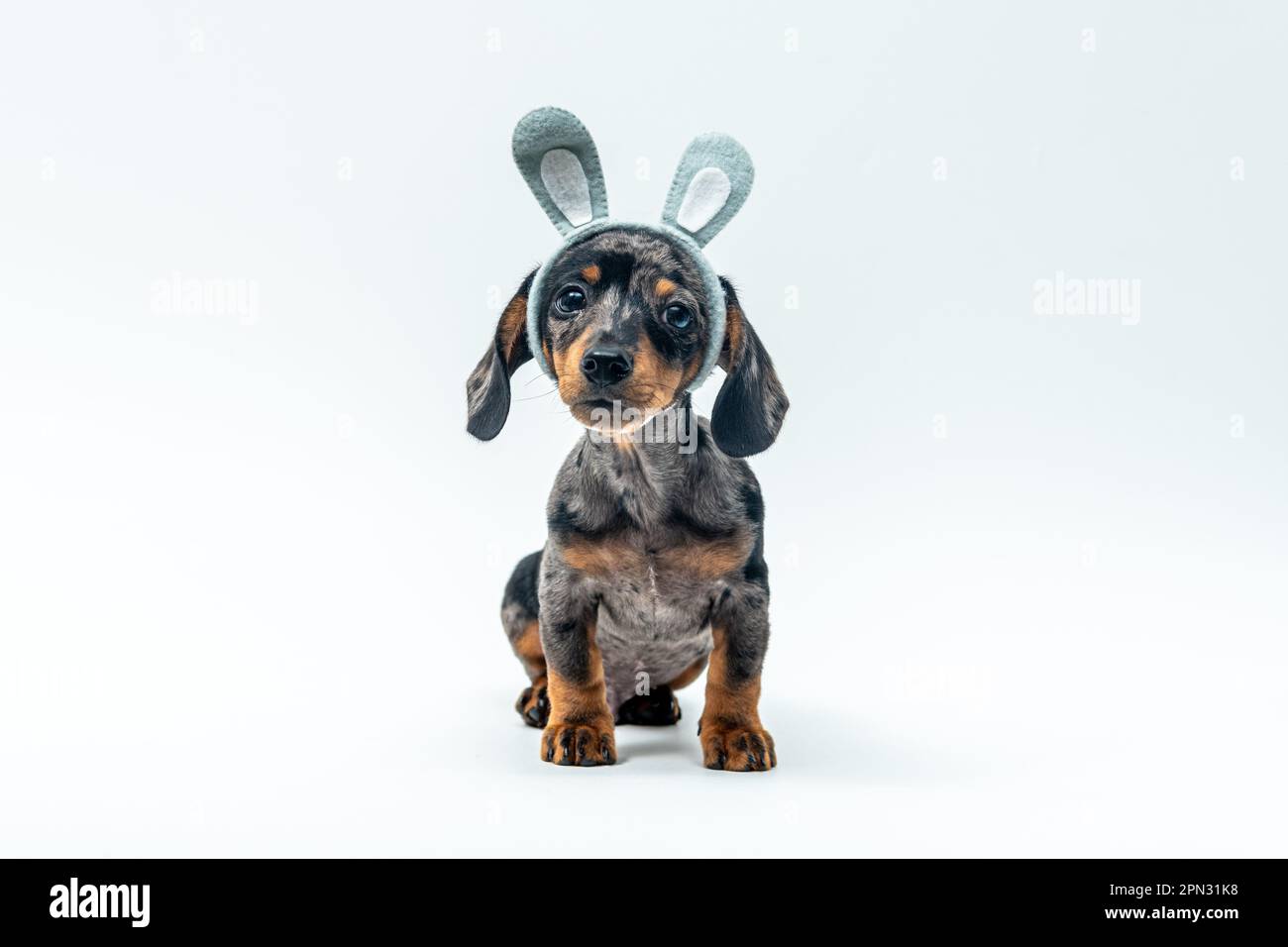 Ein entzückender Dackel, der Ostern-Ohren trägt, isoliert auf weißem Hintergrund Stockfoto