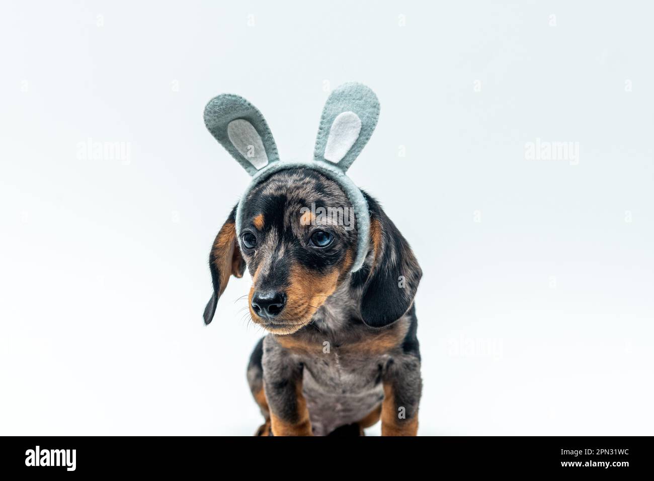 Ein entzückender Dackel, der Ostern-Ohren trägt, isoliert auf weißem Hintergrund Stockfoto