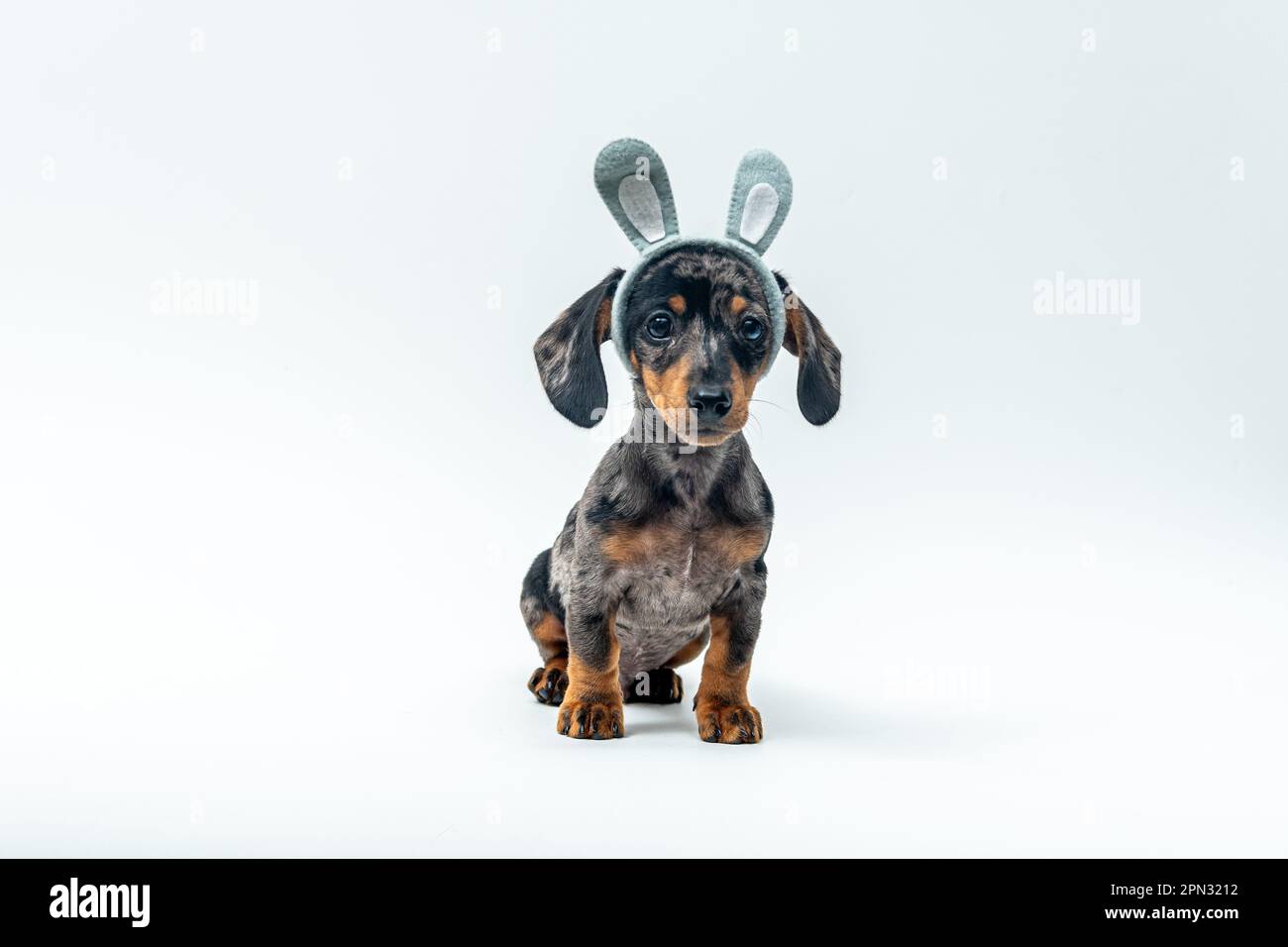Ein entzückender Dackel, der Ostern-Ohren trägt, isoliert auf weißem Hintergrund Stockfoto