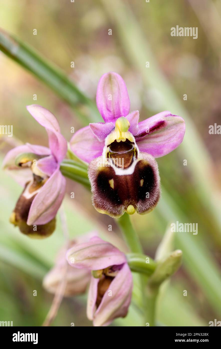 Sägeflügelorchideen blühen Stockfoto