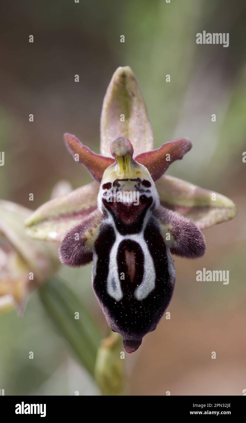 Ophrys ariadnae Orchidee Stockfoto