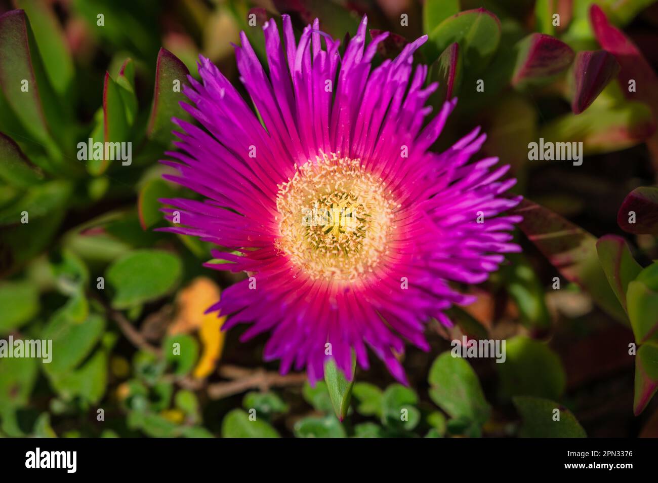 busch mit violetter Blume an der portugiesischen Küste Stockfoto