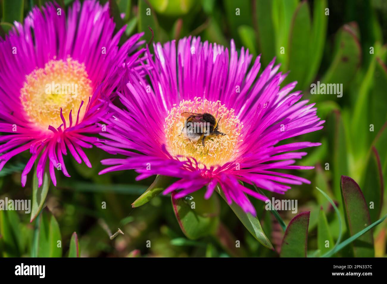 busch mit violetter Blume mit einer Biene an der portugiesischen Küste Stockfoto