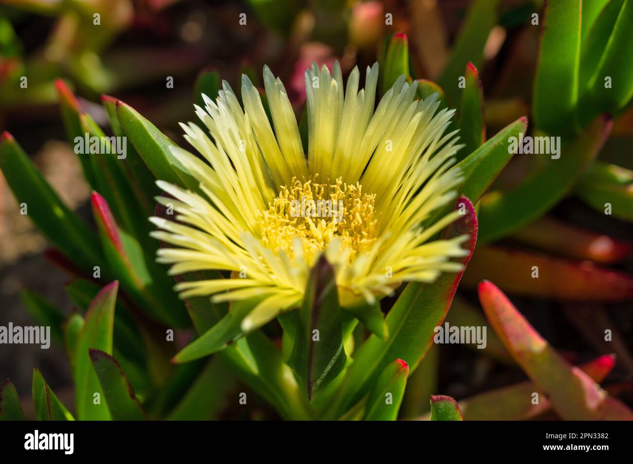 busch mit gelber Blume an der portugiesischen Küste Stockfoto