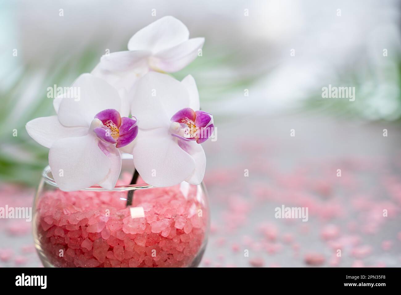 Pinke Orchidee in einer Vase mit pinkfarbenem Meersalz in Nahaufnahme. Spa- und Wellnesskonzept Stockfoto