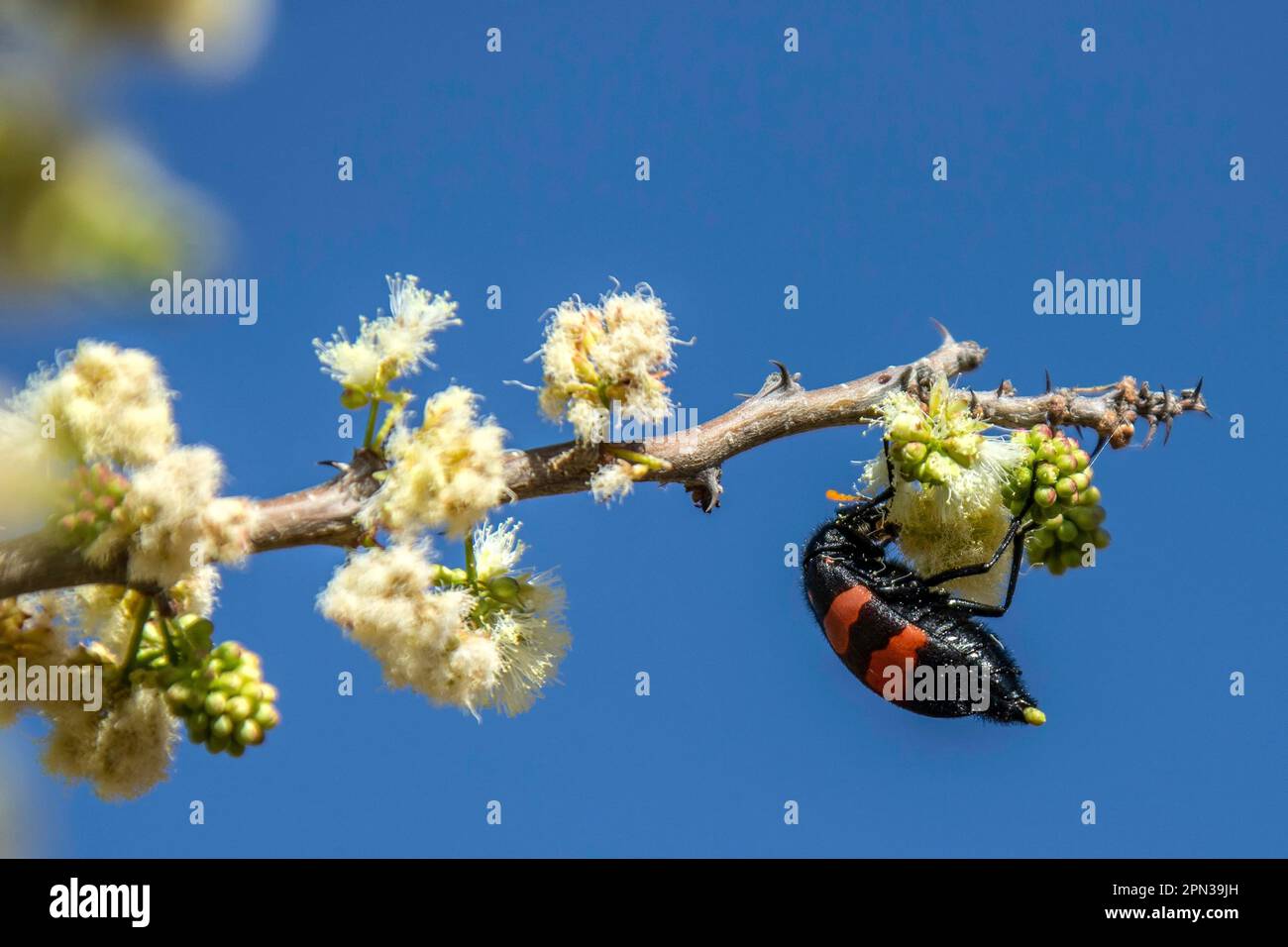 Blasenkäfer essen und kochen Stockfoto