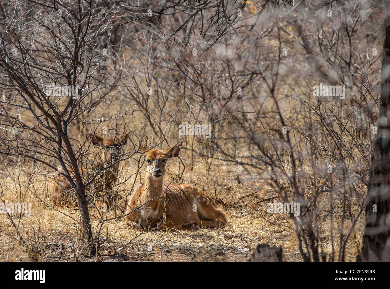 Zwei Weibchen Nyala, Tragelaphus angasii, ruhend im dicken Busch während der Hitze des Tages Stockfoto