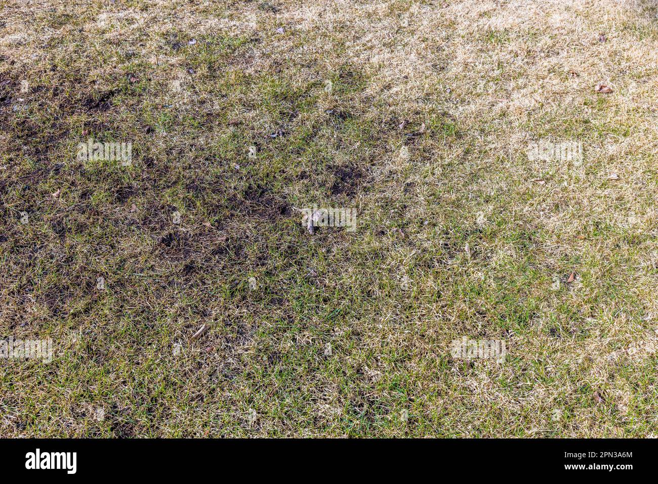 Blick auf den Frühlingsgelben Rasen im Garten des Hauses nach dem Winter. Schweden. Stockfoto
