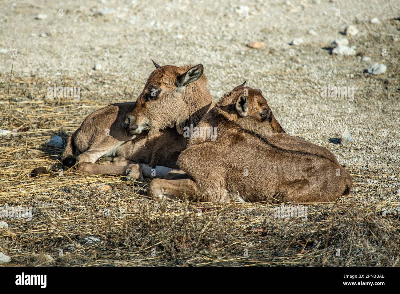 Zwei Gnus- oder gnu-Babys, die sich ausruhen. Stockfoto