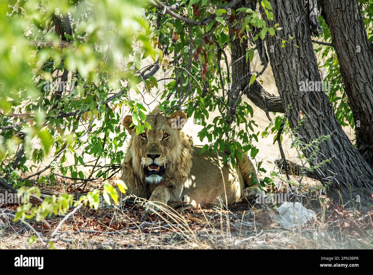 Männlicher Löwe keuchte und schaute in die Kamera, während er Schatten unter mopani-Bäumen in der Hitze der afrikanischen Sonne fand. Stockfoto