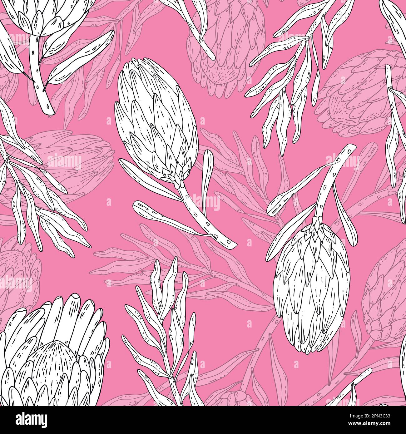 Handgezeichneter Vektor nahtlose Musterlinie Kunst weiße Blumen König protea auf pinkfarbenem Hintergrund. Stock Vektor