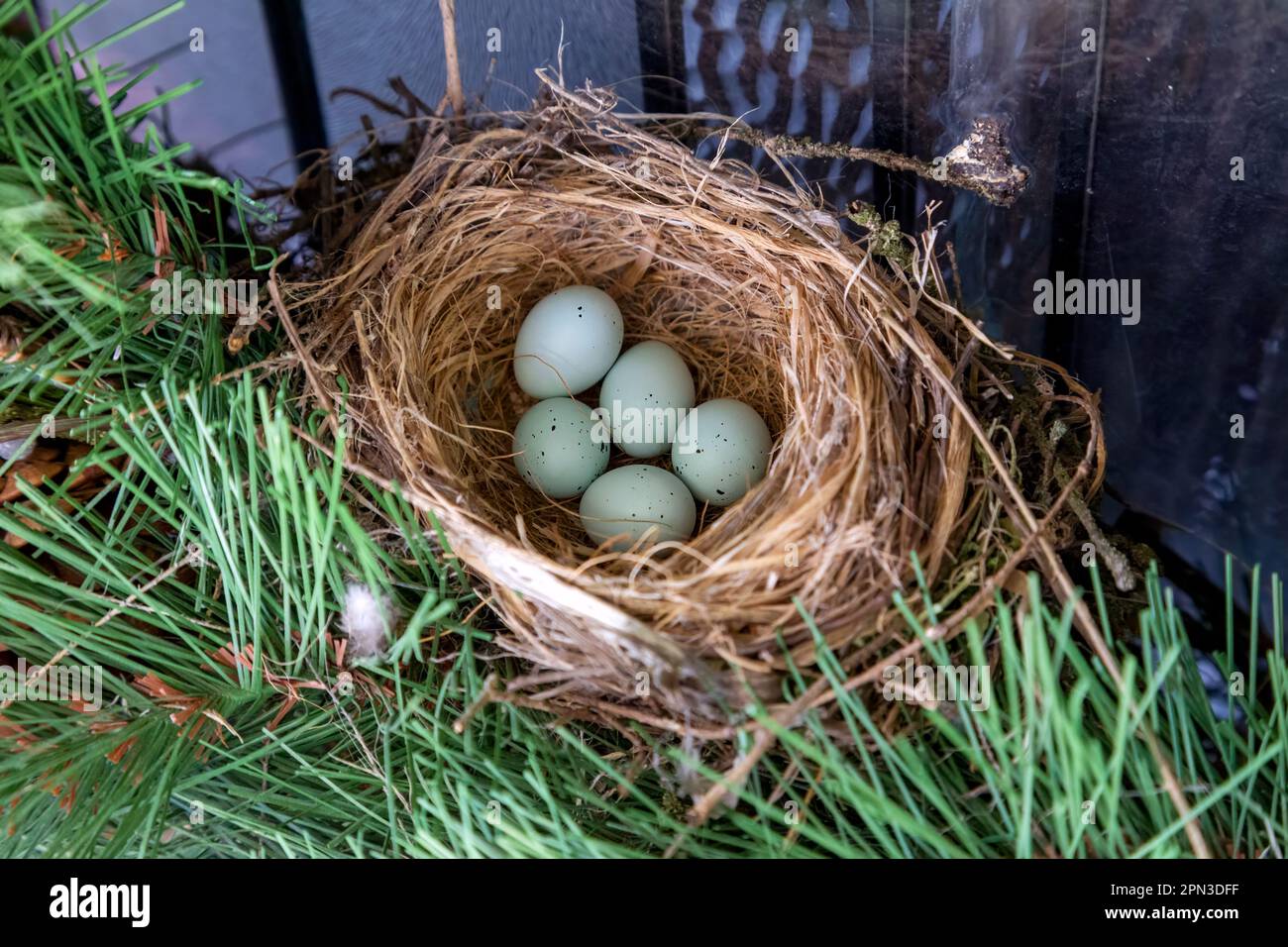 Fünf Hausfinkeneier in einem Nest im Südwesten von Ontario, Kanada. Stockfoto