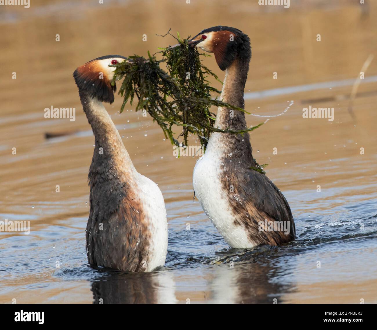 Great Crested Grebes Paarungsritual namens Weed Dance, in den Gewässern des RSPB Lakenheath in Suffolk, England Stockfoto