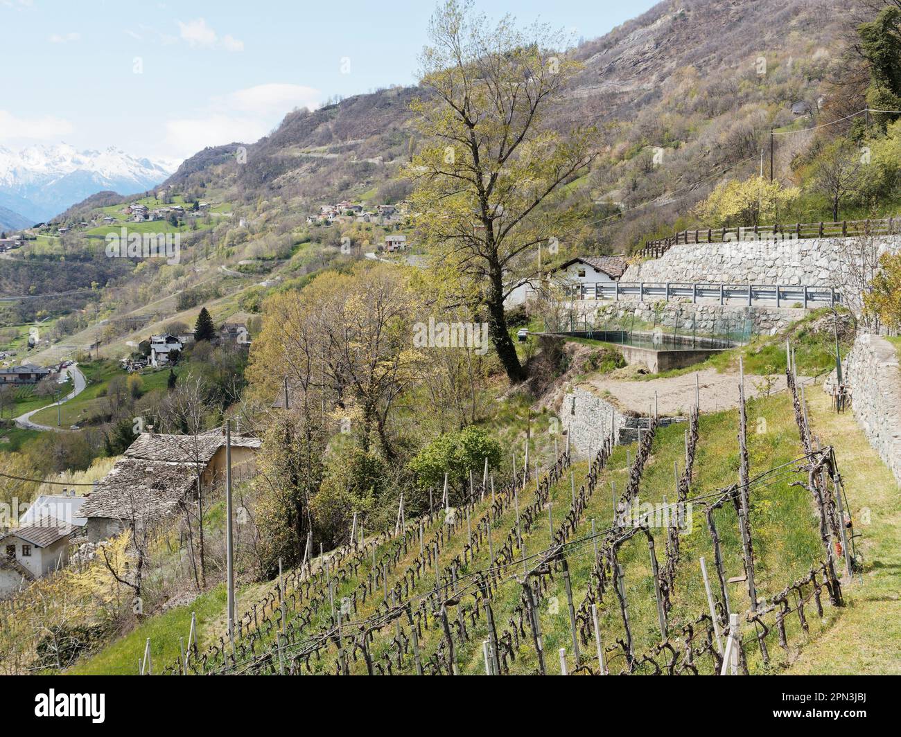 Steiler Weinberg mit Steinmauer in einer alpinen Landschaft mit schneebedeckten alpen in der Ferne, in der Nähe von NUS im Aostatal, Italien Stockfoto