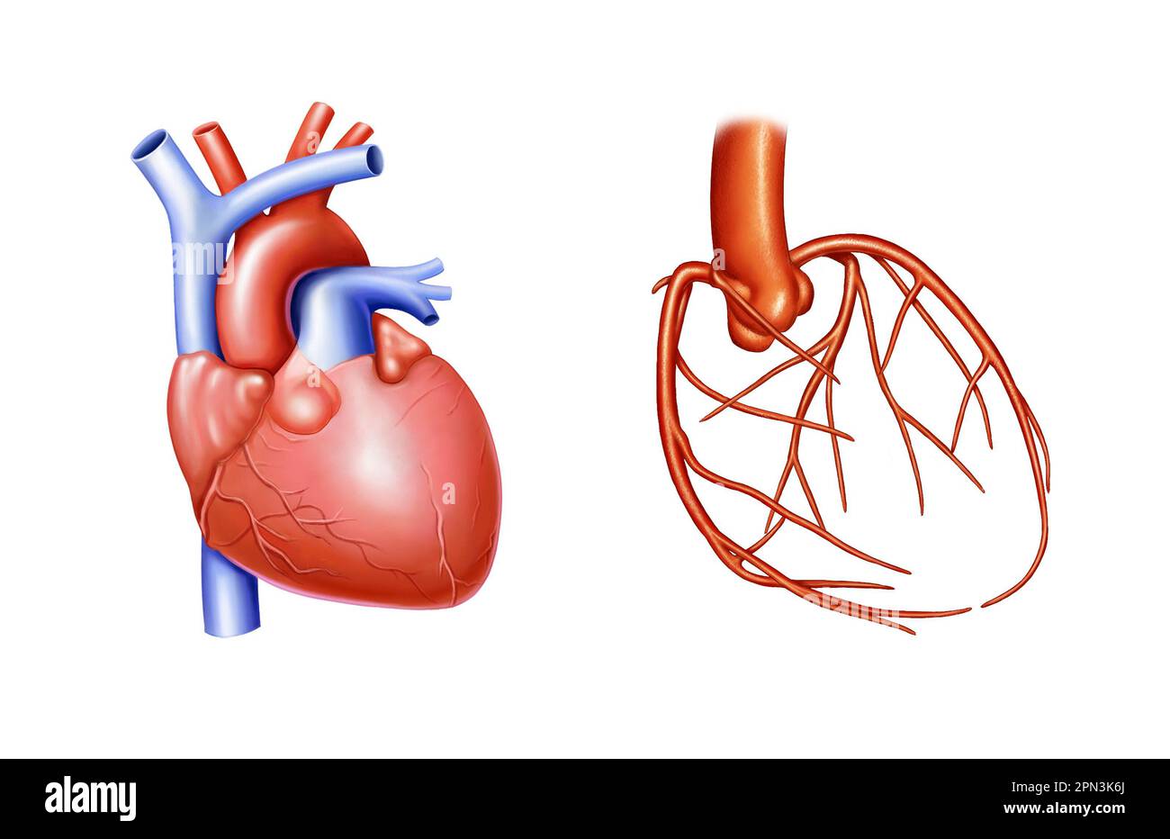 Kardiale und kardiovaskuläre Anatomie Stockfoto