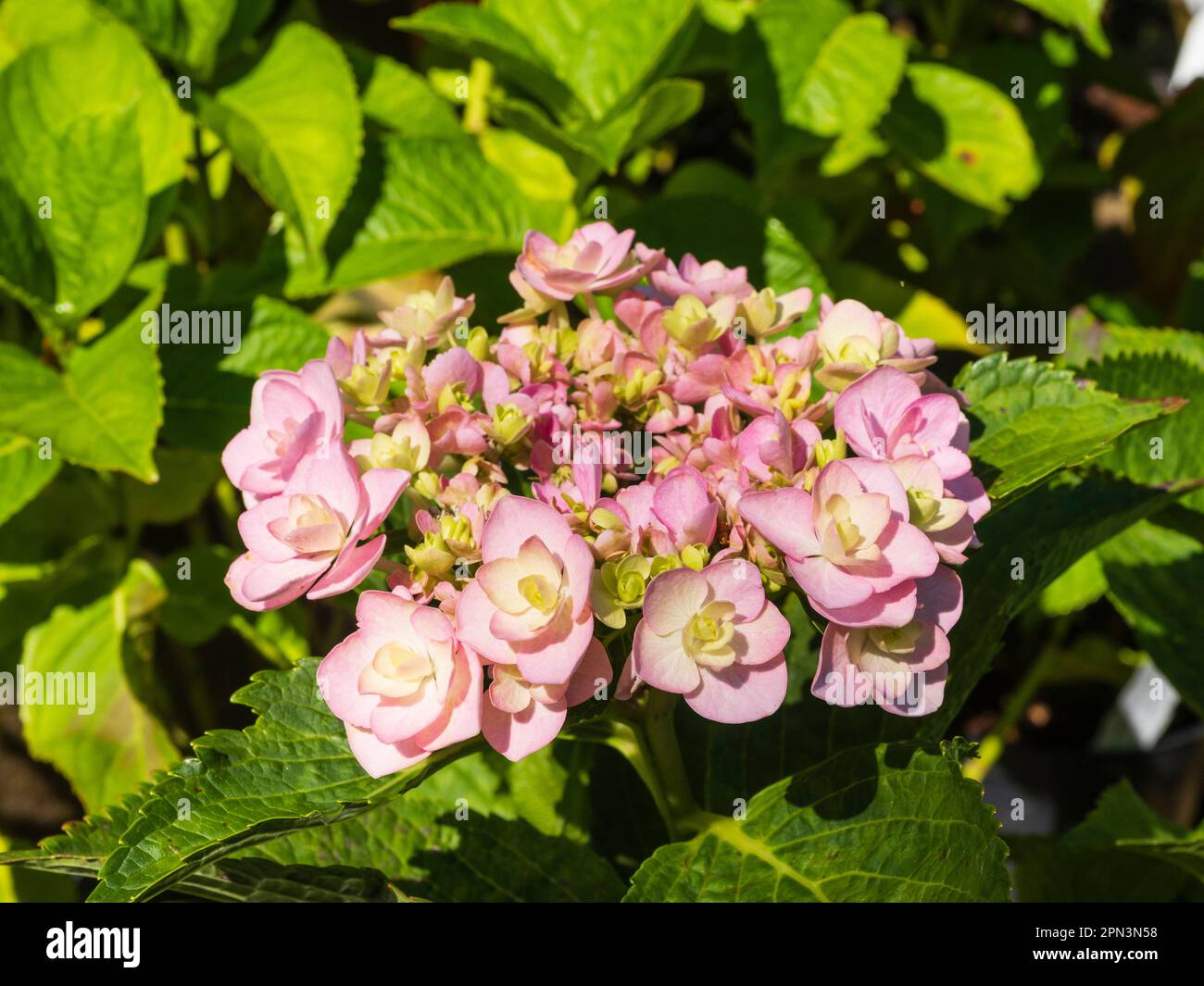 Entwicklung von Blütenköpfen einer doppelten rosa Mophead Hydrangea macrophylla aus Picton Garden in den Malverns, Großbritannien Stockfoto