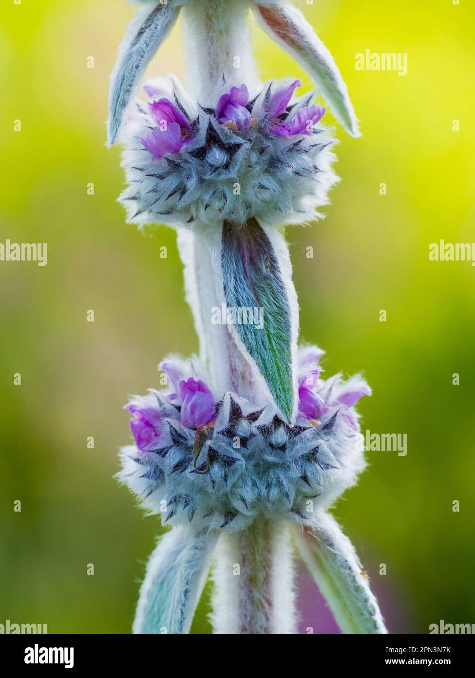 Nahaufnahme der Blütenspitze der silbernen, bläulichen, hartnäckigen, mehrjährigen Lammohren, Stachys byzantina Stockfoto