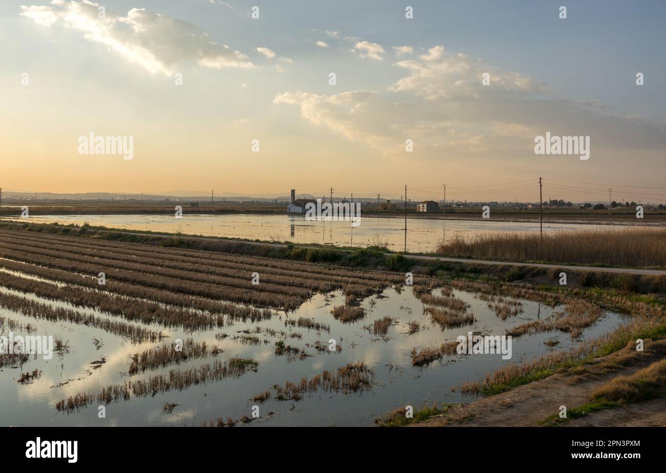 Überschwemmter Reispaddeln und traditionelles mediterranes Bauernhaus, Albufera Valencia, Spanien Stockfoto