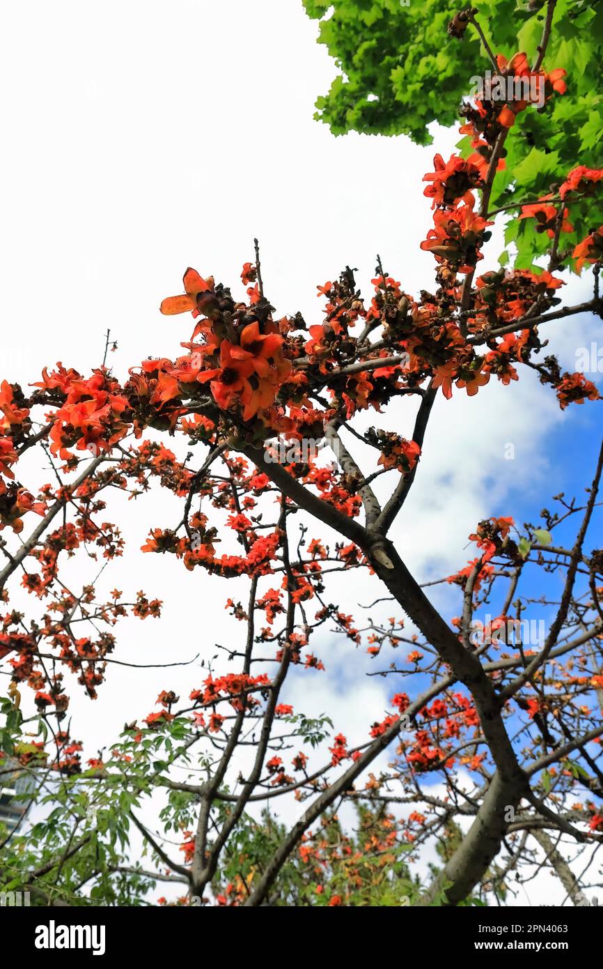 597 Rotblütiger Baumwollbaum - Bombax ceiba - im Chinesischen Garten der Freundschaft. Sydney-Australien. Stockfoto