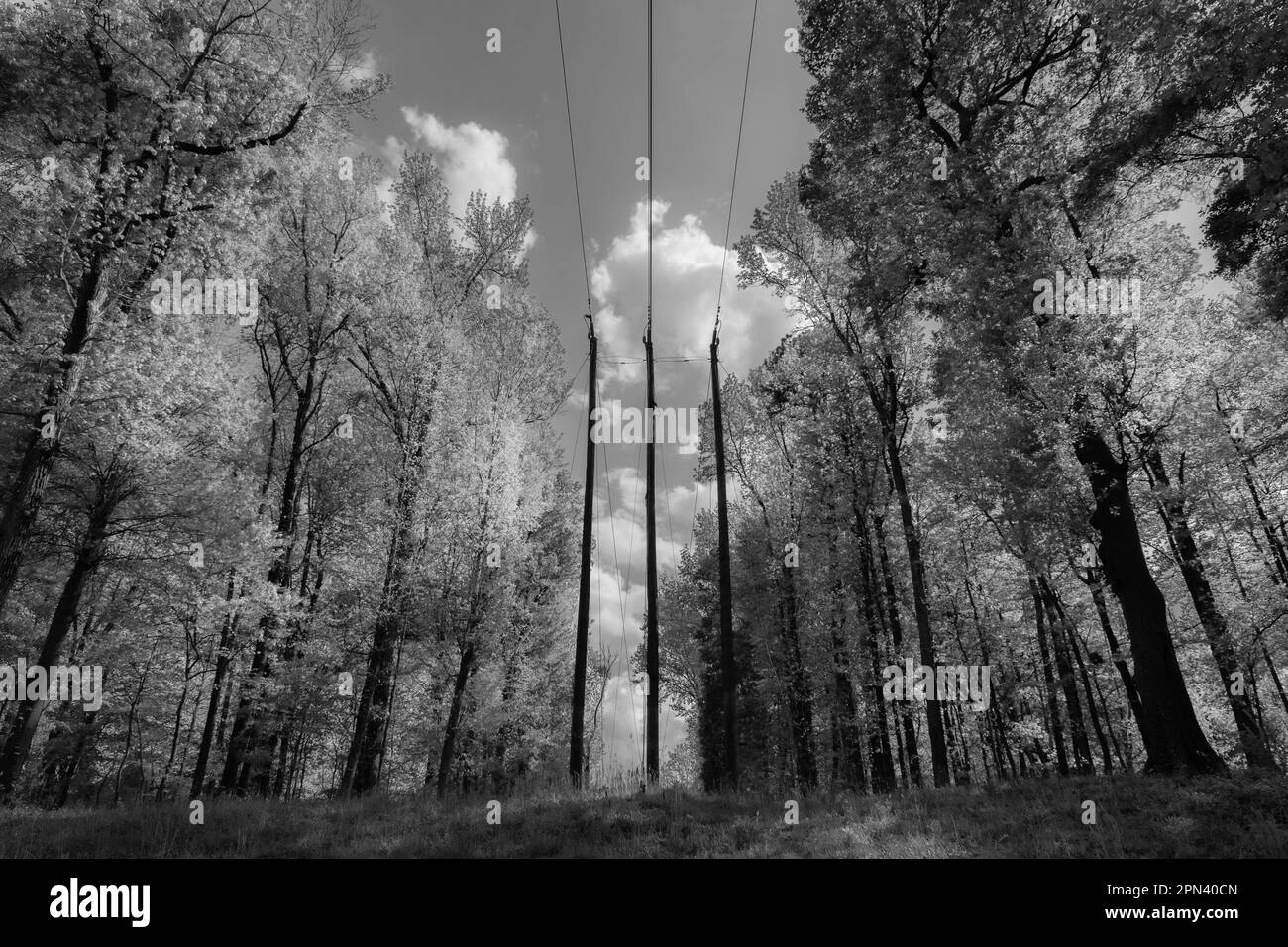 Stromleitungen durchtrennen den makellosen Wald in Sotuh Carolina. Stockfoto