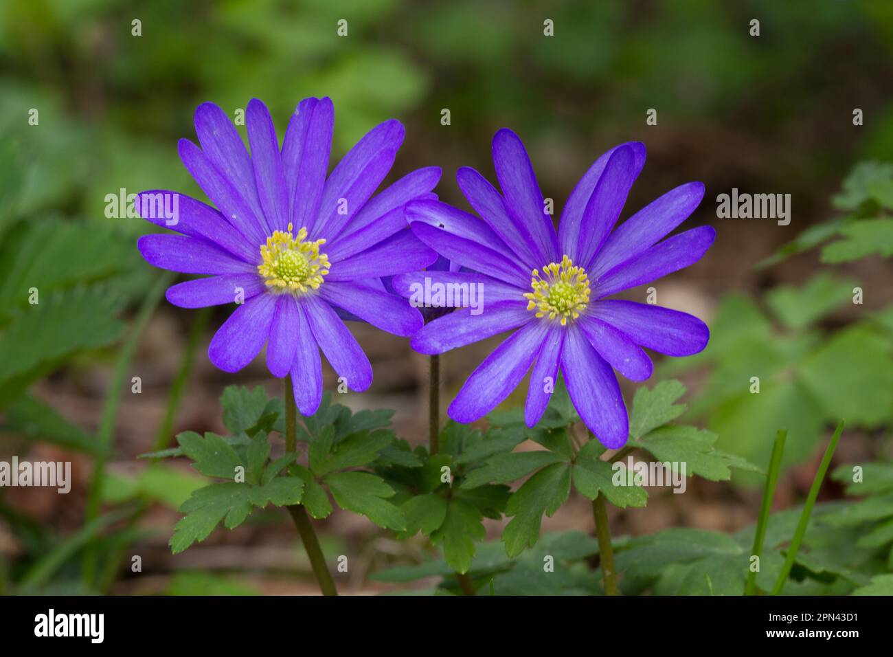 Zwei lila-blaue Blüten von Balkan-Anemone Stockfoto