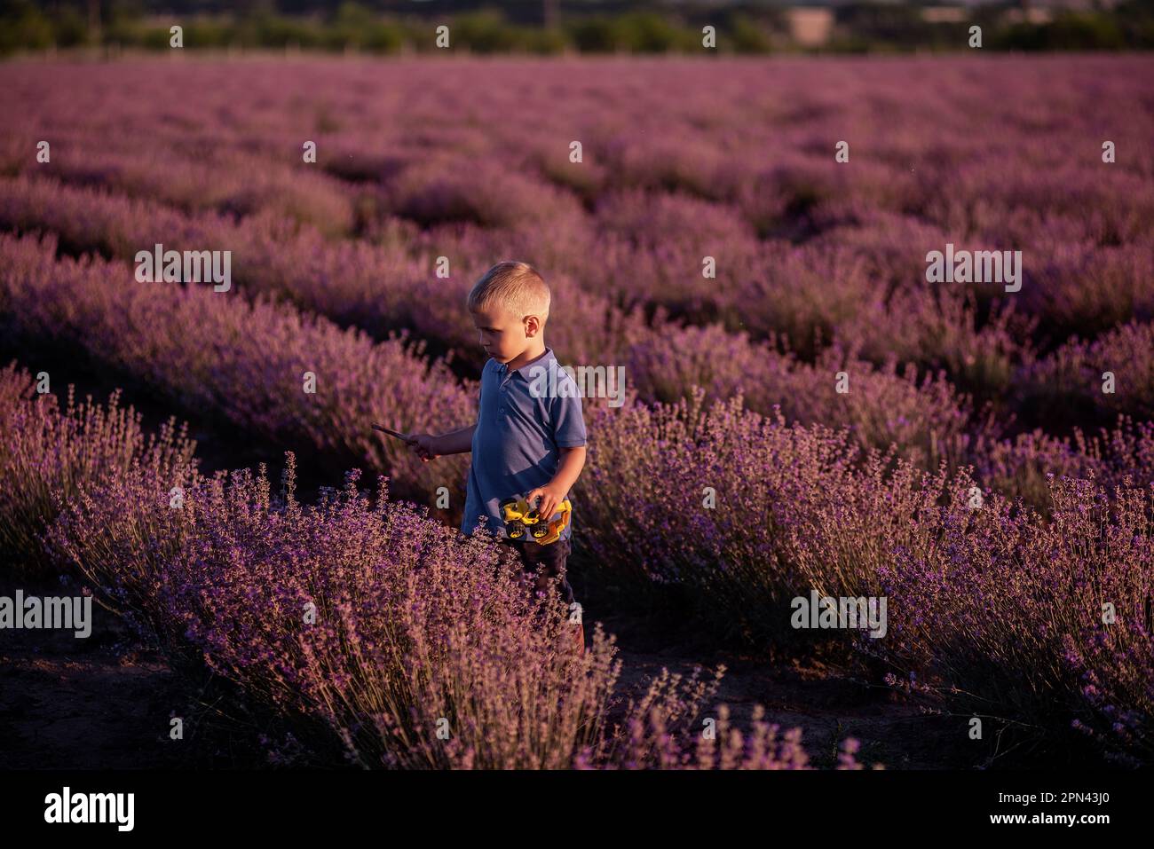 Der kleine Junge in blauem Polo spielt auf dem Feld zwischen den Reihen von lila Lavendel. Das Kind sammelt Blumen. Gehen Sie auf dem Land spazieren. Allergiekonzept. Naturfarben p Stockfoto