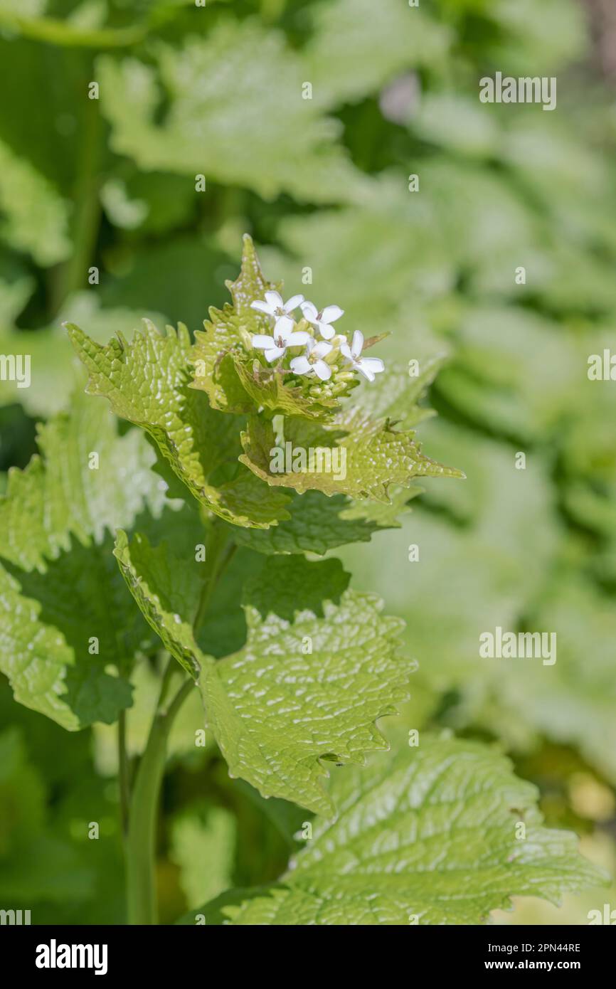 Heckenknoblauch in sonniger hecke Fotos und Bildmaterial in hoher