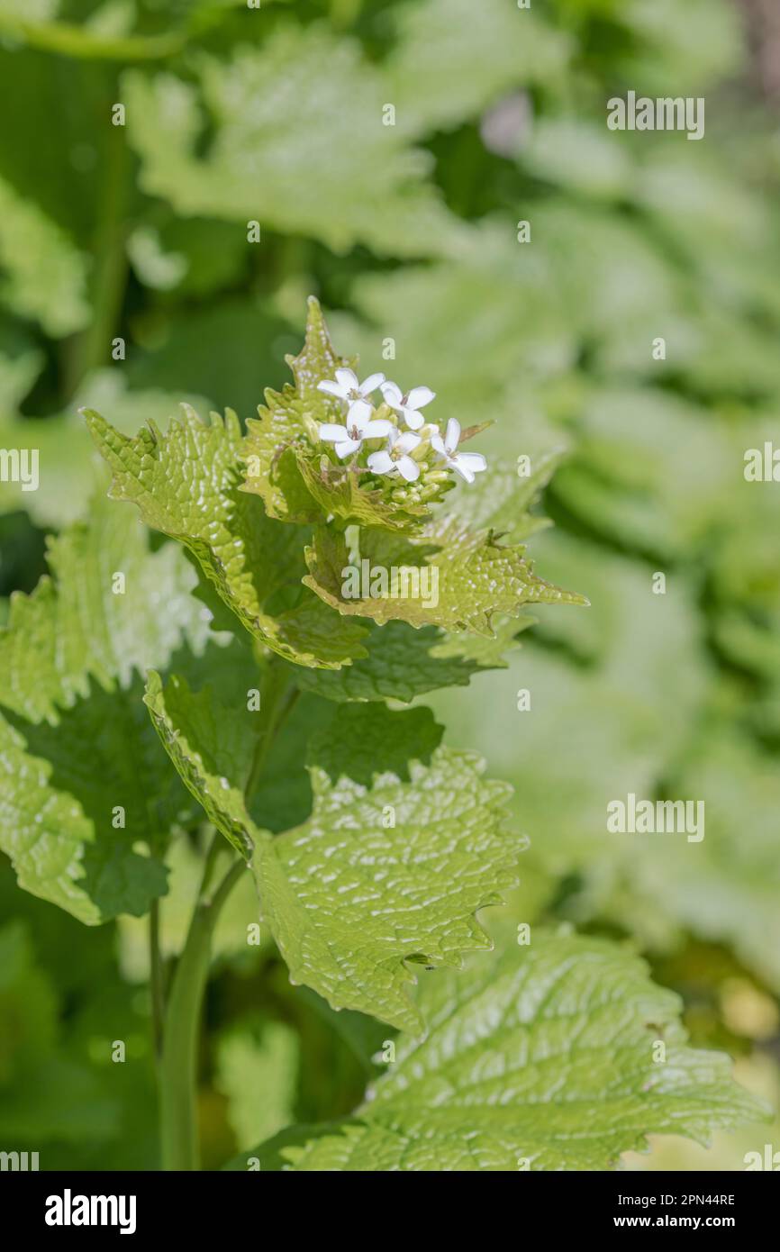 Weiße Blüten von Heckenknoblauch, Jack by the Hedge / Alliaria petiolata wachsen in sonniger Hecke im Frühling. Wird als Heilpflanze und als Nahrungsmittel verwendet. Stockfoto