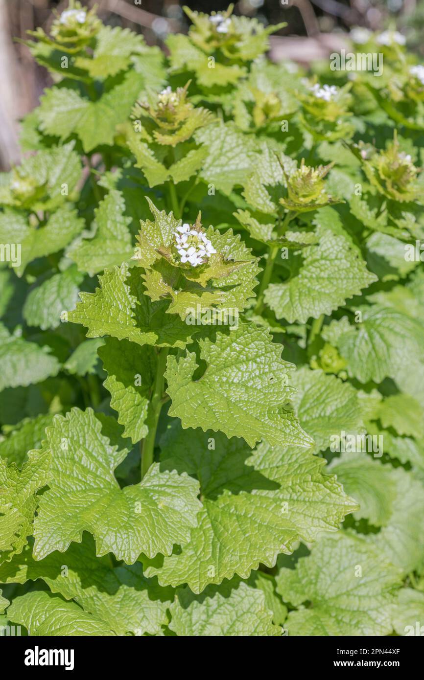 Weiße Blüten von Heckenknoblauch, Jack by the Hedge / Alliaria petiolata wachsen in sonniger Hecke im Frühling. Wird als Heilpflanze und als Nahrungsmittel verwendet. Stockfoto