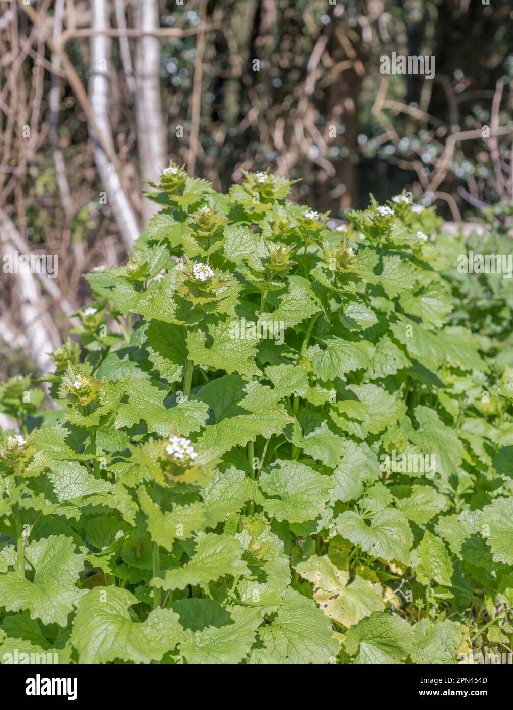 Weiße Blüten von Heckenknoblauch, Jack by the Hedge / Alliaria petiolata wachsen in sonniger Hecke im Frühling. Wird als Heilpflanze und als Nahrungsmittel verwendet. Stockfoto