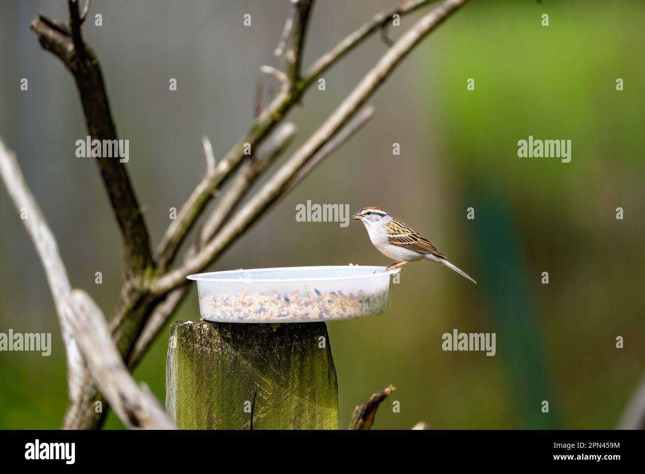 Hausspatz in der Nähe des Schrägförderers Stockfoto