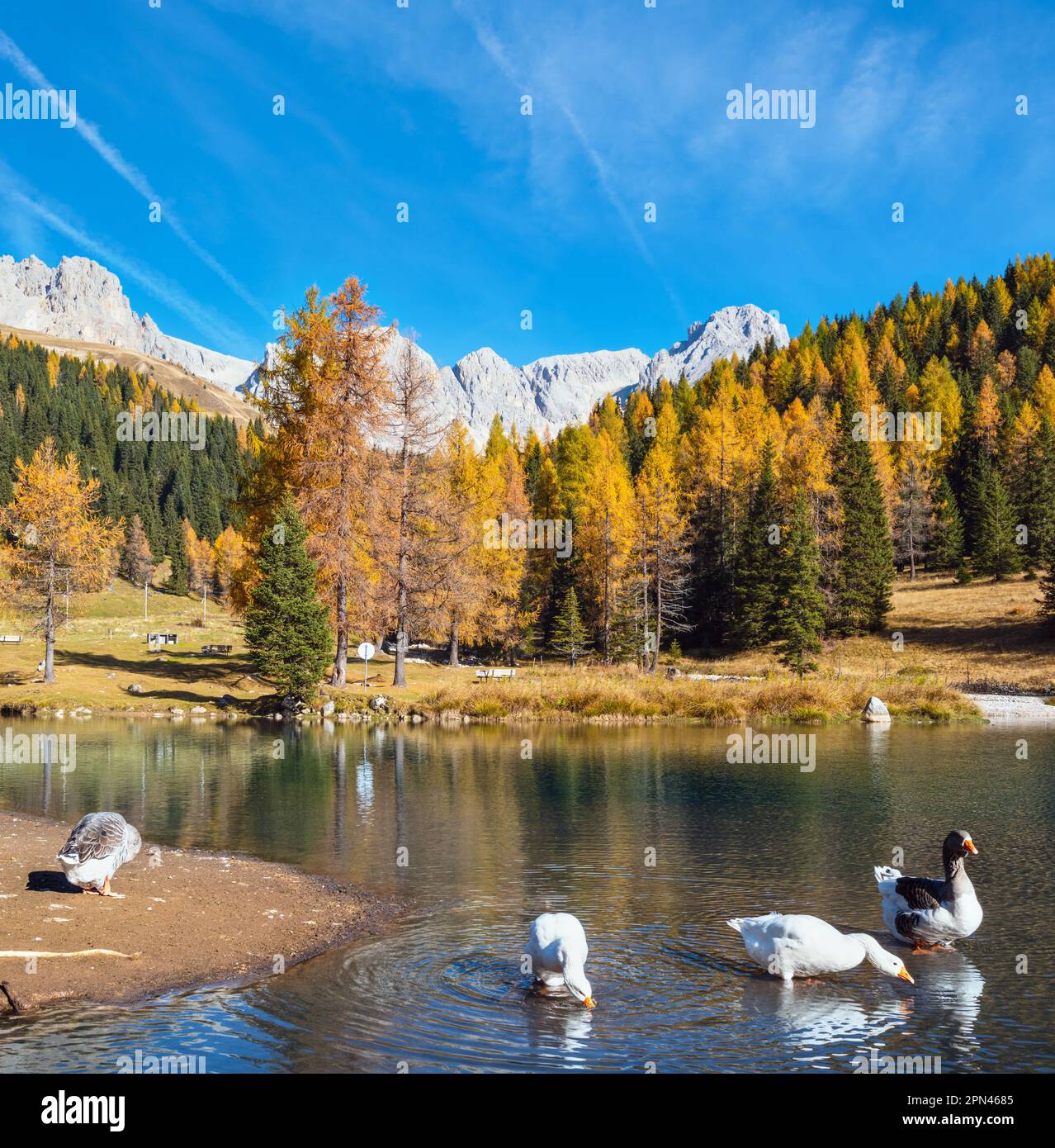 Gänse scharen sich auf dem Herbst-Alpenteich unweit des San Pellegrino-Passes, des Trentino, der Alpen in den Dolmen, Italien. Cima Uomo Felsmassiv in FAR. Reisen Stockfoto