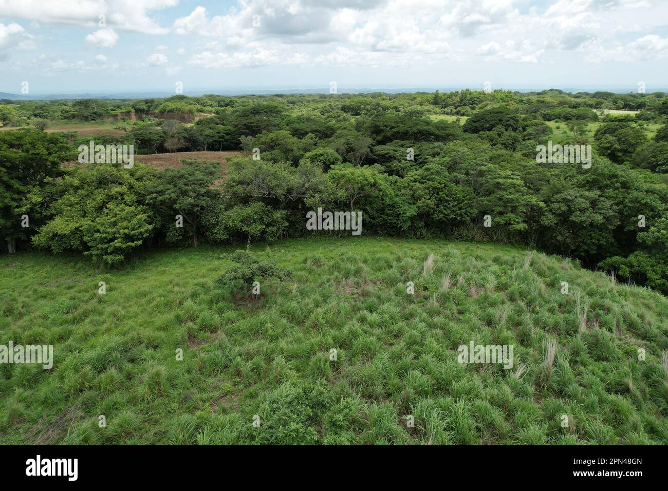 Grüner Naturwald im tropischen Hintergrund, Draufsicht aus der Luft Stockfoto