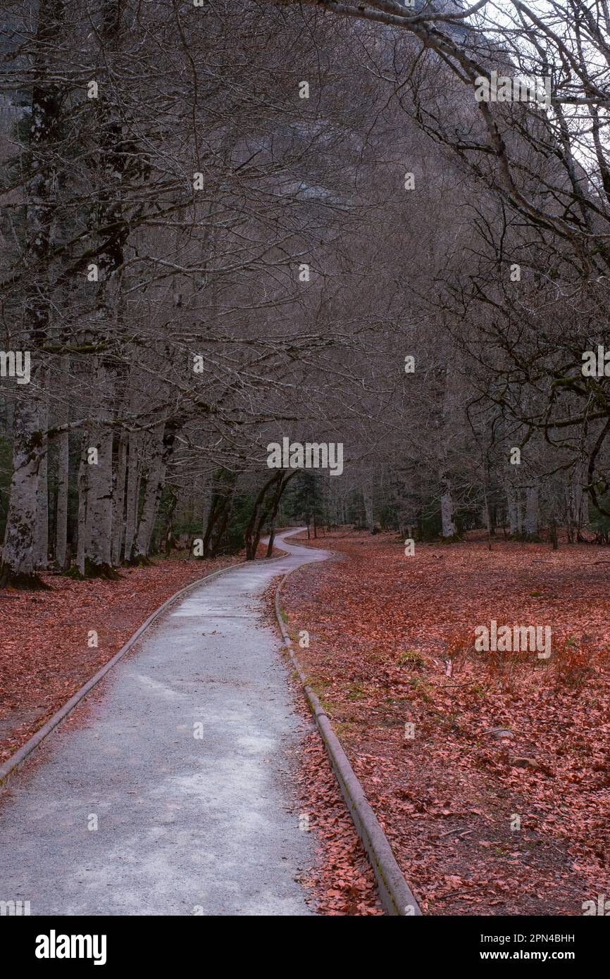 Zwischen Bäumen mit heruntergefallenen Blättern verläuft ein verdrehter Pfad, rötliche Herbstblätter an den Seiten des Weges, senkrecht Stockfoto