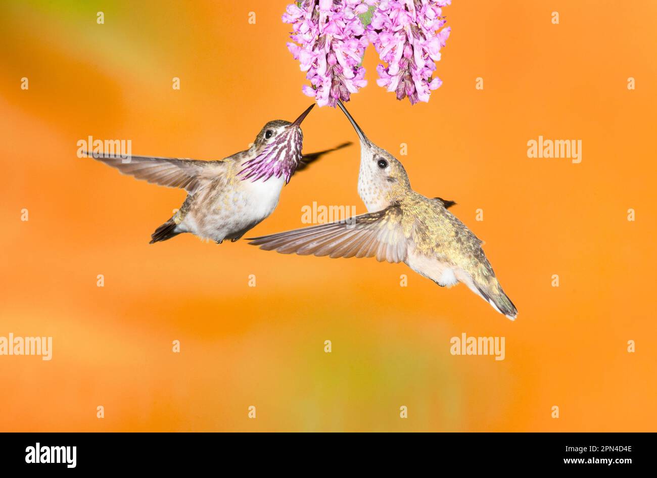 Kolibri, Calliope Stockfoto