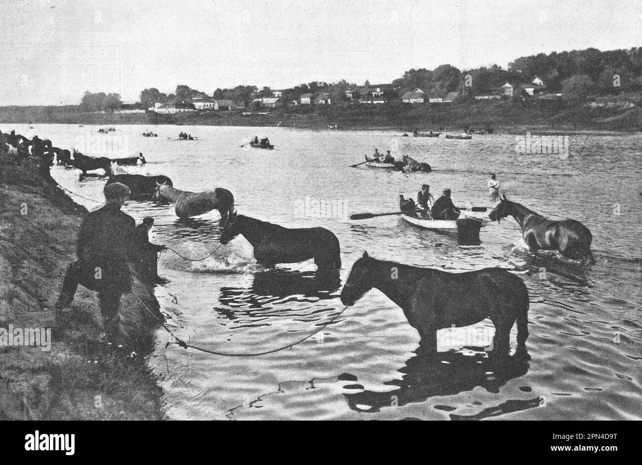 Baden von Trabrennpferden und Rennpferden im Moskauer Fluss. Foto von 1910. Stockfoto