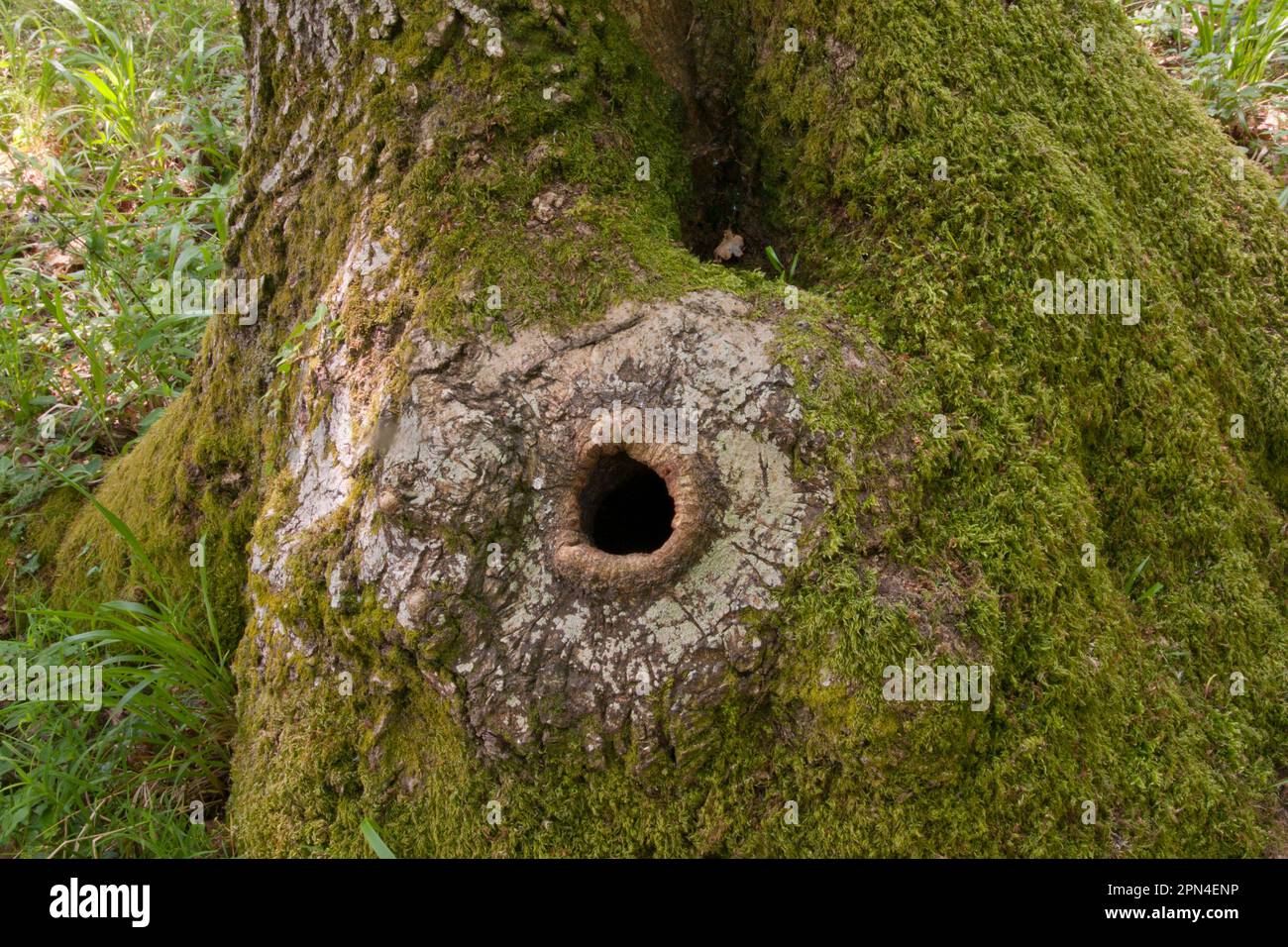 Hohle Baumhöhle, benutzt von Nistvögeln, Surrey, England Stockfoto