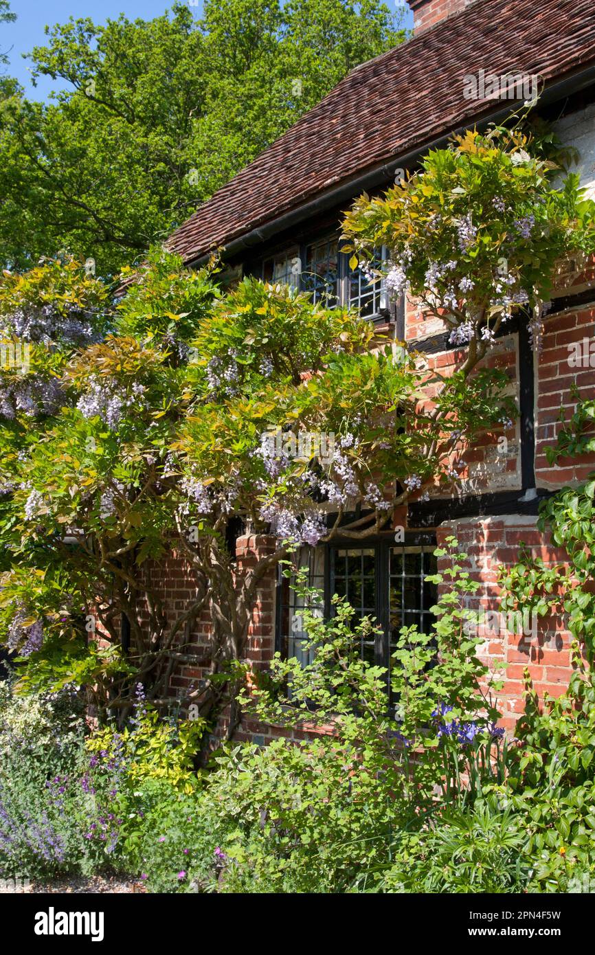 Wisteria wächst in einem Landhaus in Surrey, England Stockfoto