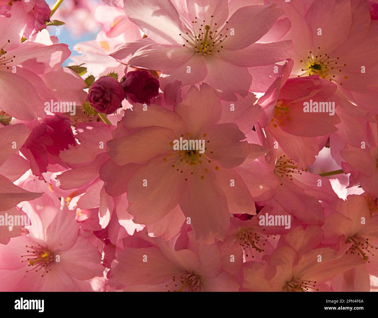Kirschblüte im Frühling (prunus-Auszeichnung), Surrey, England Stockfoto