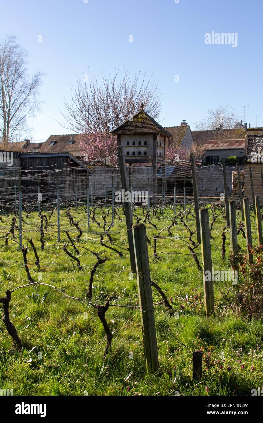 Flagy, Frankreich: Eine Taubenkote im Weinberg, die von Dorfbewohnern in einem alten Gemüsegarten gepflanzt wurde. Das Weingut gewann am 19.06.2011 den Jean Coret Preis. Stockfoto