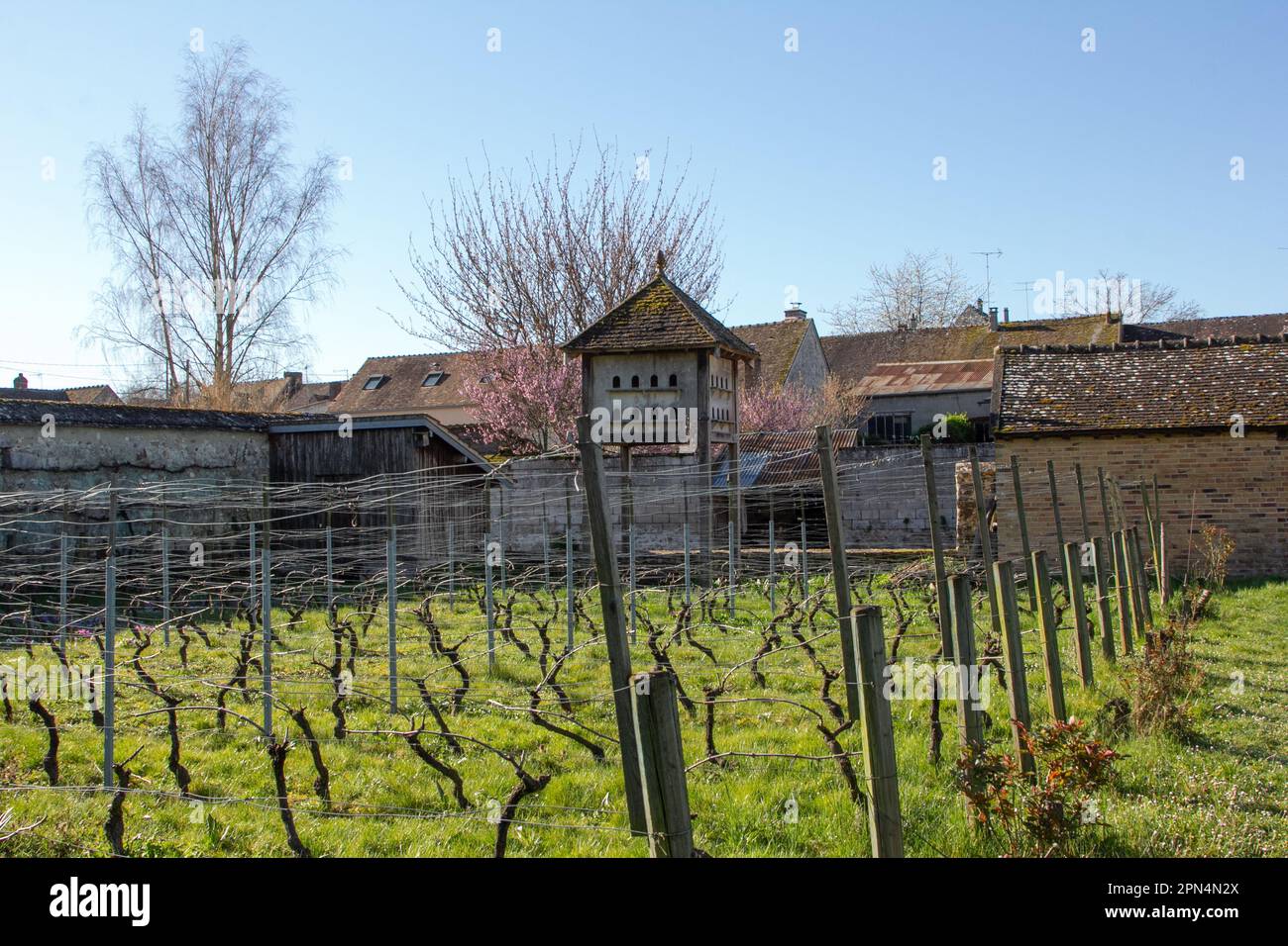 Flagy, Frankreich: Eine Taubenkote im Weinberg, die von Dorfbewohnern in einem alten Gemüsegarten gepflanzt wurde. Das Weingut gewann am 19.06.2011 den Jean Coret Preis. Stockfoto